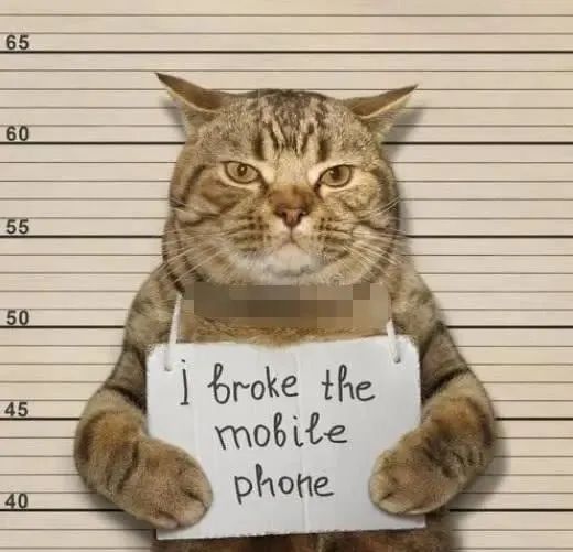 猫咪深夜外出被捕后拍照成网红！这么做，竟能让猫多活10年(图3)