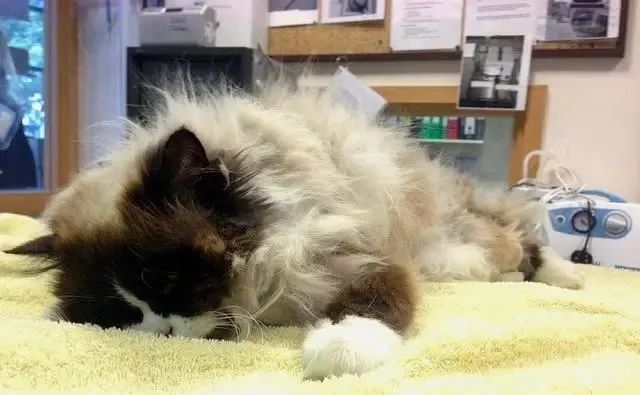 布偶两年没洗澡猫毛打结半斤重，被主人抛弃！养长毛猫做好这些事(图1)