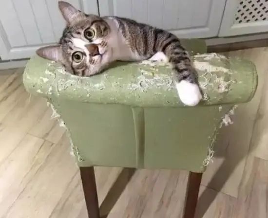猫咪拆家搞破坏，可能因为想你了！(图13)