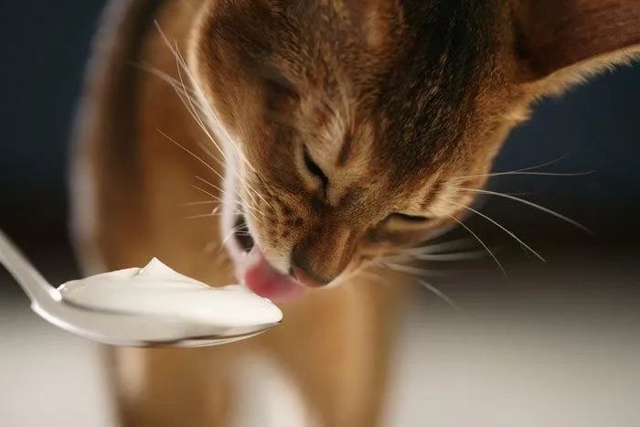 最新科研实锤猫咪吃它更健康，不只有益肠胃！你家主子吃了吗？(图1)