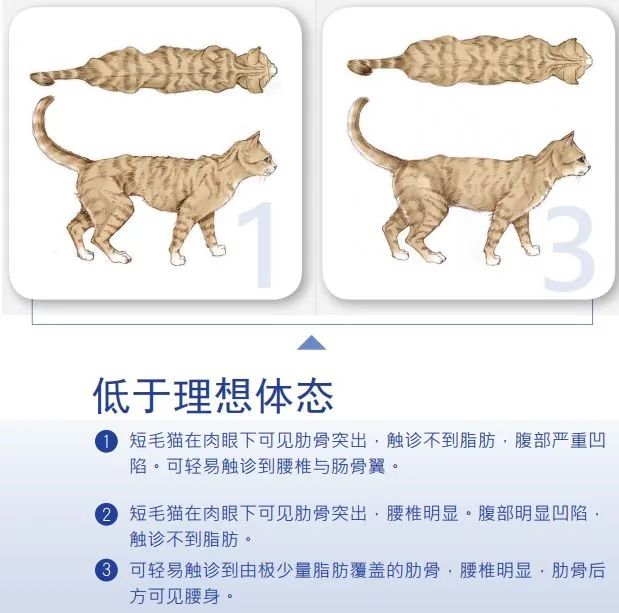 如此喂食不是爱猫是害猫，三分之一猫咪受害！钟南山也不这样喂(图7)