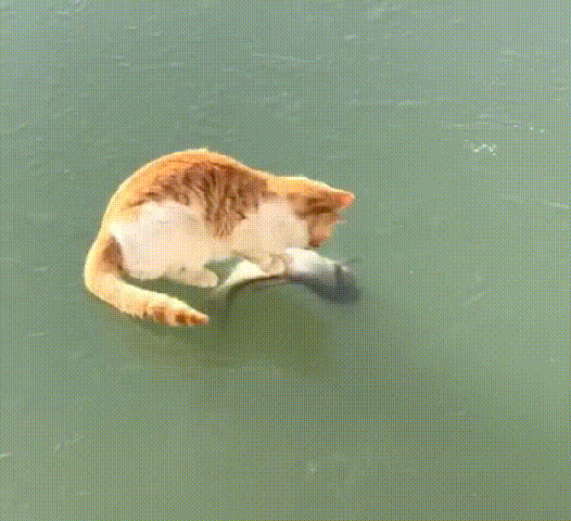 三文鱼猫粮因新冠病毒连夜改名！猫咪还可以吃鱼粮吗？(图3)