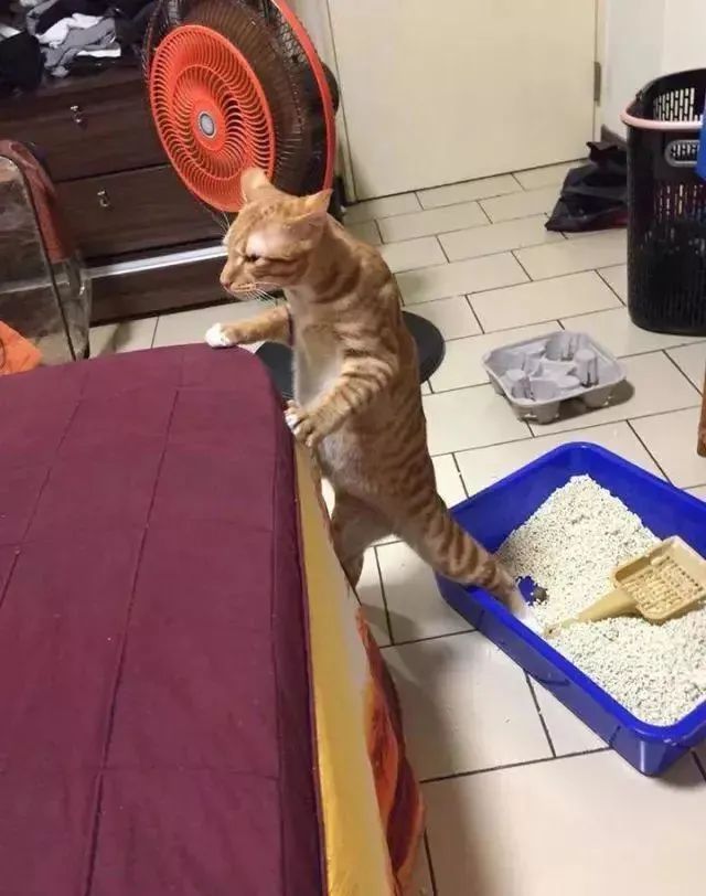 让猫咪像人一样蹲厕所是害猫！多久铲屎一次对猫最好？(图9)