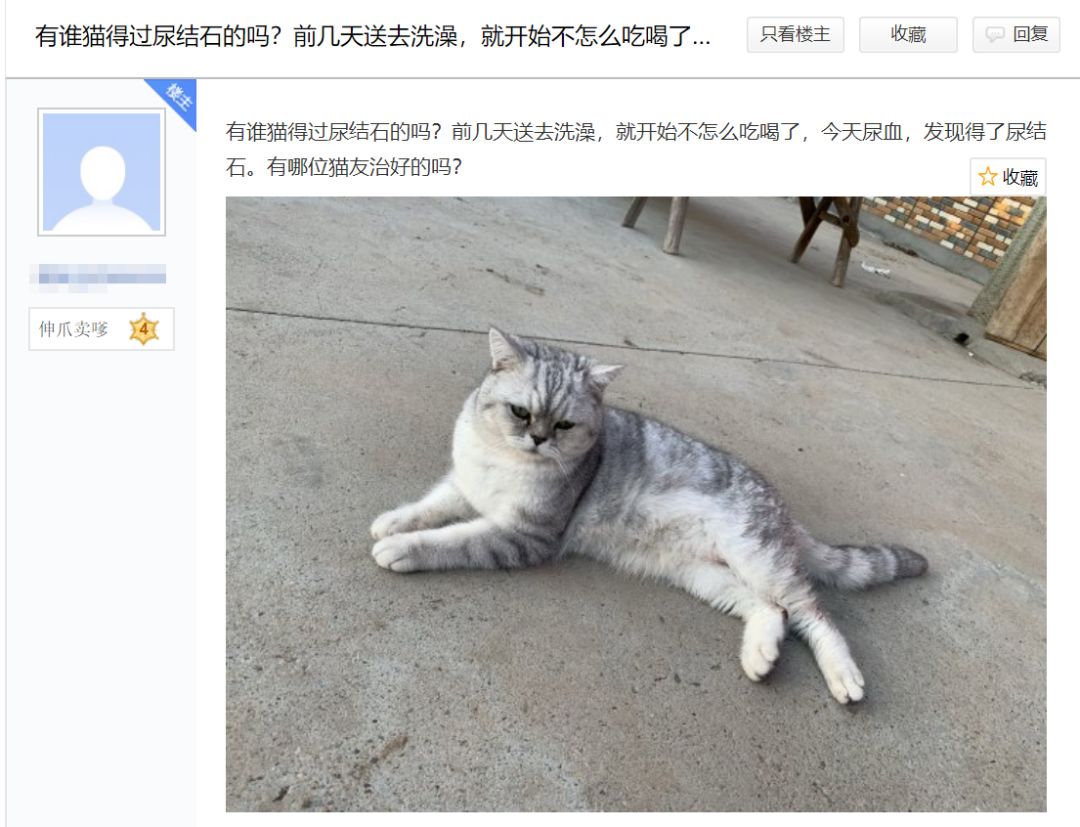 送猫咪去洗澡，竟被吓得尿结石！学会这些方法避免猫咪应激生病(图1)