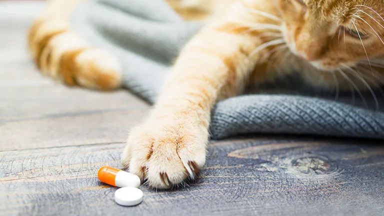猫粮存储不对，再好的粮也可能变渣粮！来看看你放对了吗？(图3)