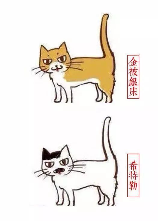 中国人最喜欢养的五种猫！你家主子入选了吗？(图12)