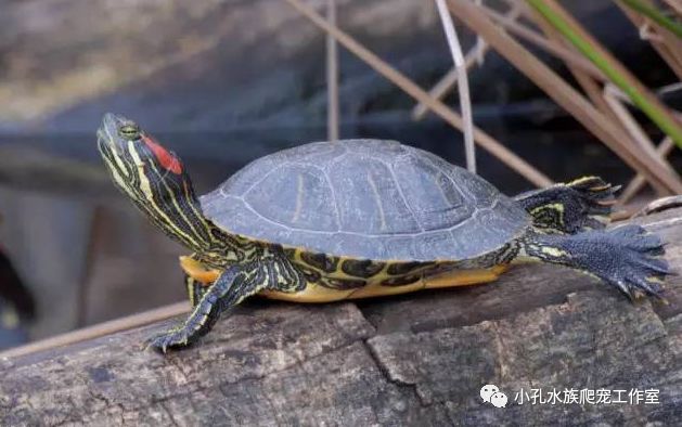 巴西龟，红耳龟全解析(图3)