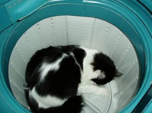 洗衣机又杀死了一只猫！养猫家庭洗衣服前，有件事不能偷懒(图11)