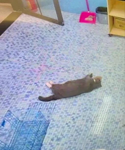 猫咪洗澡后这一步骤完全没必要！又有几只猫接连因此不幸死亡(图1)