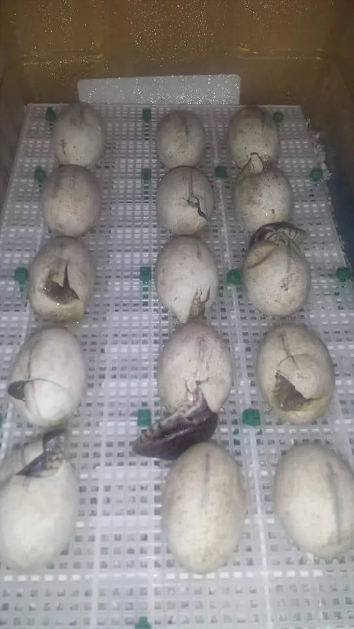 从一例病历，说说为什么很多人工饲养环境下的平原巨蜥却很短命？(图3)