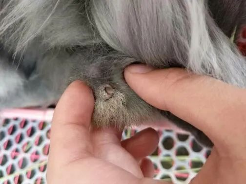 颜值那么高的兔子，得了这个病就变成这样了(图5)
