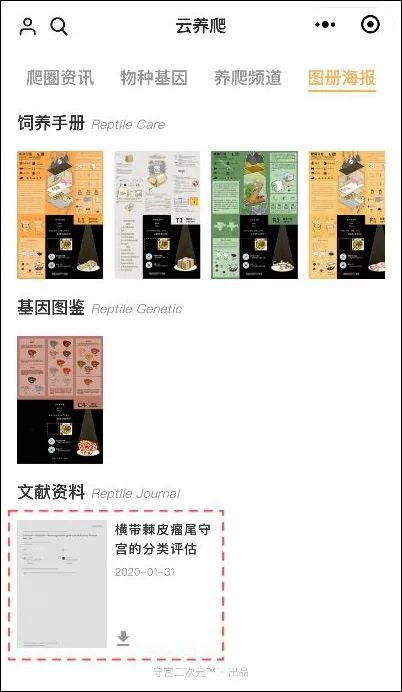 瘤尾守宫市场迎来新机遇，红眼白化“石头人”降生！(图9)