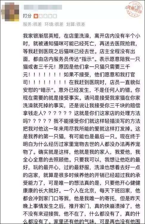一周内两只猫外出洗澡，一死一伤！带猫去洗澡必须做好两件事(图10)