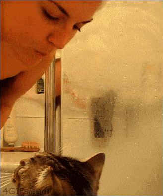 猫这10个动作是在说「我爱你」！爱猫咪，你就必须做好三件事(图13)