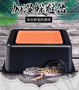 别再说养爬像吸那啥了！宿舍党教你如何低成本入坑豹纹守宫(图9)
