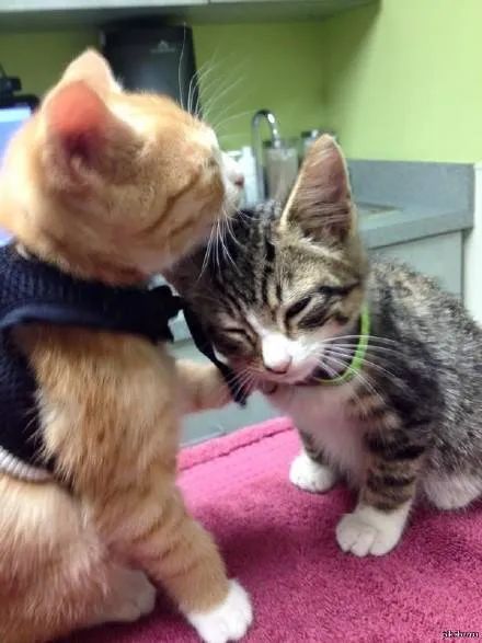 猫咪是不是有灵性？我生病了，猫就在身边安慰(图8)
