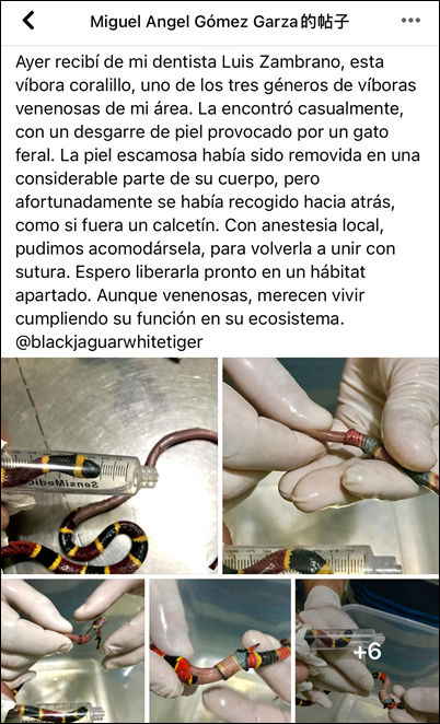 珊瑚蛇被野猫“剥皮”，手术很成功！但兽医的点评更值得赞赏(图1)
