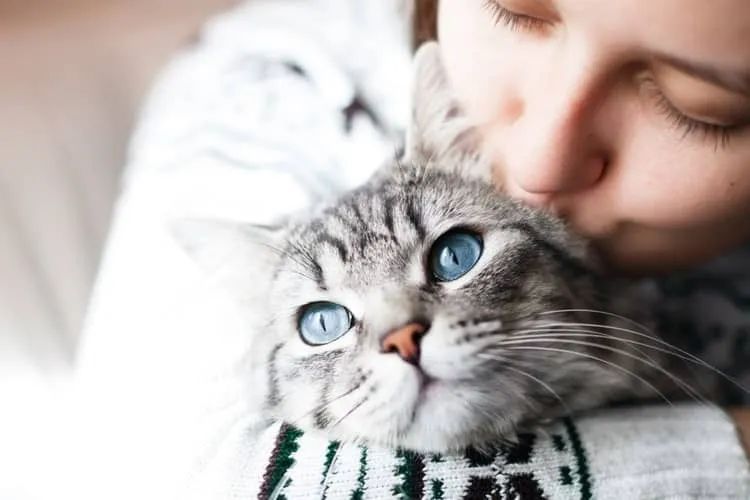 最新科研实锤猫咪吃它更健康，不只有益肠胃！你家主子吃了吗？(图4)