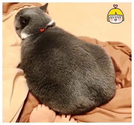 最新研究!冬天跟狗或猫一起睡,比与人同床共眠好处更大(图1) 最新研究!冬天跟狗或猫一起睡,比与人同床共眠好处更大(图1)