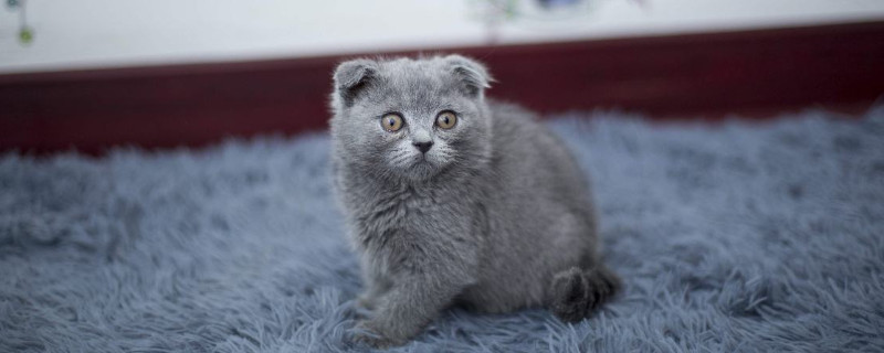 奶猫怎样养，奶猫的豢养方式