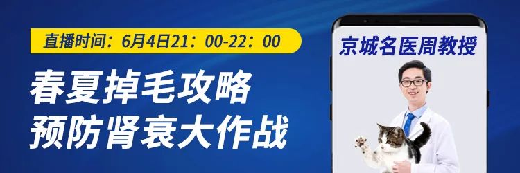 一周内两只猫外出洗澡，一死一伤！带猫去洗澡必须做好两件事(图13)
