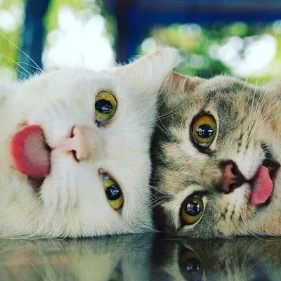 向猫说「我爱你」的正确方式！真爱猫就别让他只吃猫粮(图8)