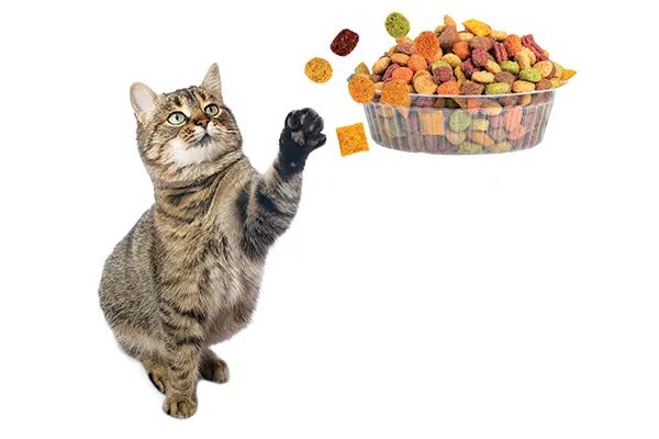 你喂猫的方法错了！专家说用猫碗喂猫粮，不如这样吃(图3)