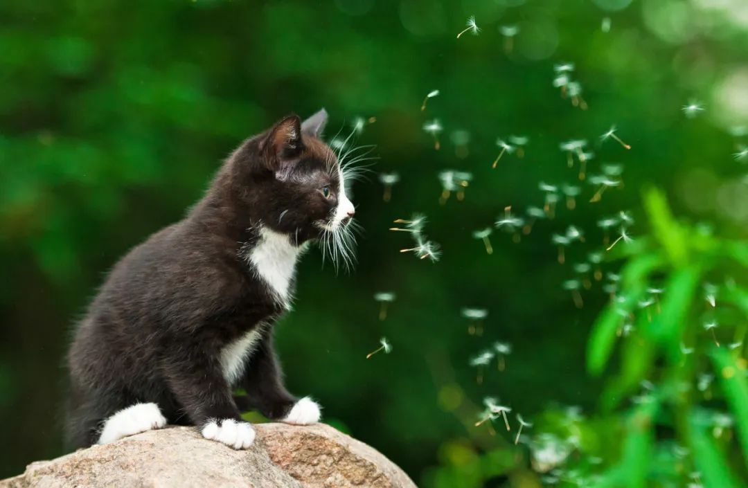 蚊子没赶跑，小奶猫反而被毒死了！夏天这样驱蚊才不伤猫(图8)