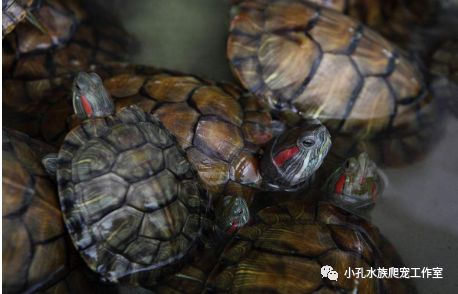 巴西龟，红耳龟全解析(图1)