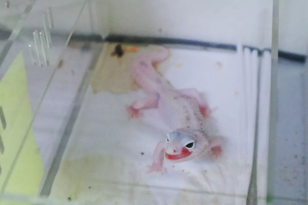 别的女生桌上是各种美妆杂志和化妆品，养爬妹子的桌上确放着豹纹守(图6)