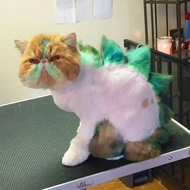 为猫咪刮毛可能害了猫，有喵因此抑郁！37度高温来袭如何?；っ?图15)