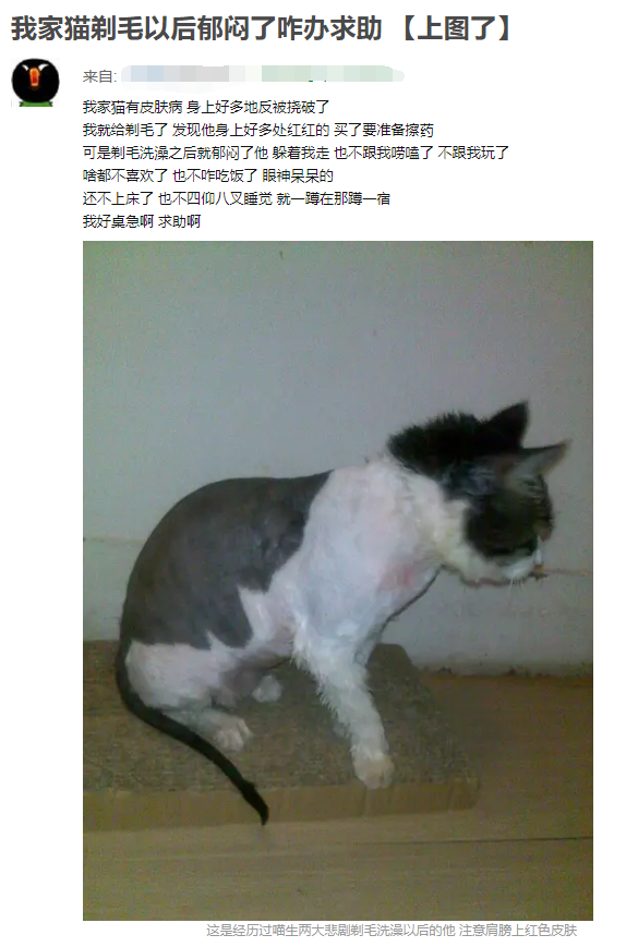 为猫咪刮毛可能害了猫，有喵因此抑郁！37度高温来袭如何?；っ?图17)