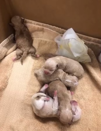 7只刚刚出身的小狗被丢废物桶 32℃曝晒险死！狠女唾弃绘面曝光
