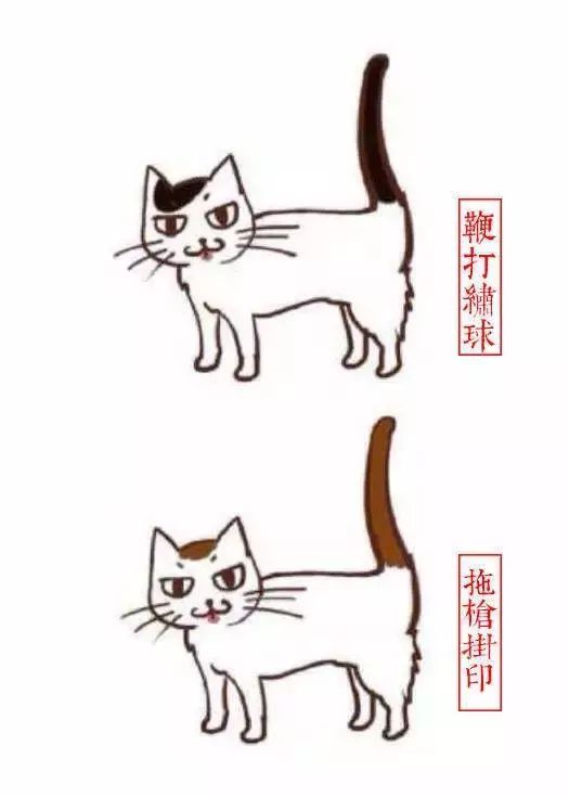 中国人最喜欢养的五种猫！你家主子入选了吗？(图8)