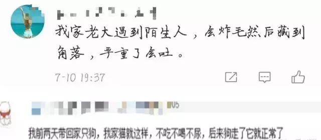 送猫咪去洗澡，竟被吓得尿结石！学会这些方法避免猫咪应激生病(图6)