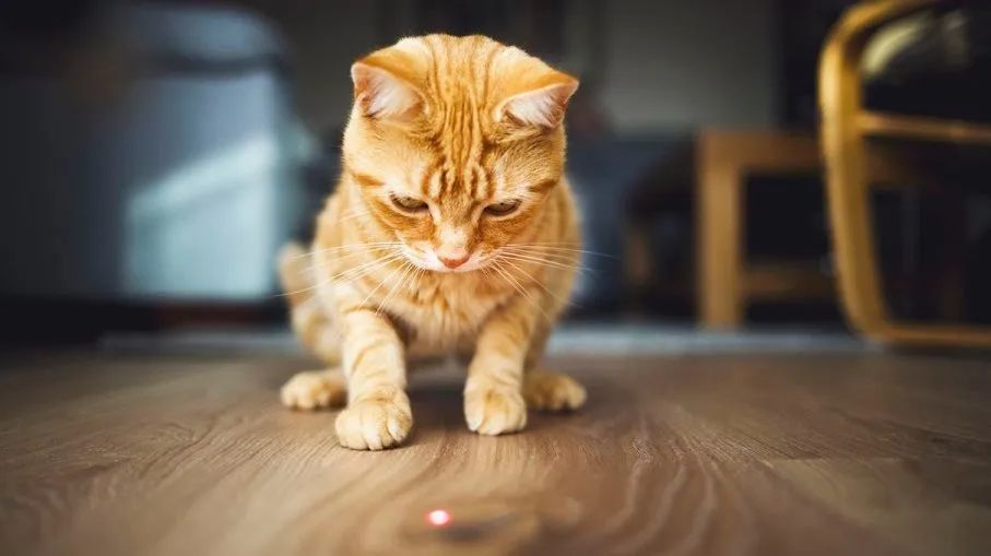 这样逗猫恐伤害猫咪自尊，导致抑郁生?。∩宰鞯髡梢痪倭降?图6)