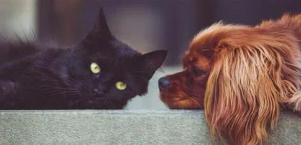 18种猫狗粮检出农药，可致宠物中毒！如何为猫咪选到安全口粮(图9)