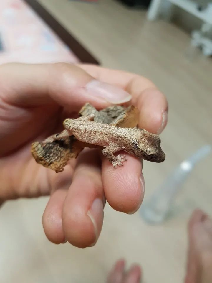 莉莉白新表型还是隐藏新基因？韩国网友孵化的银白灰斑睫角守宫(图3)