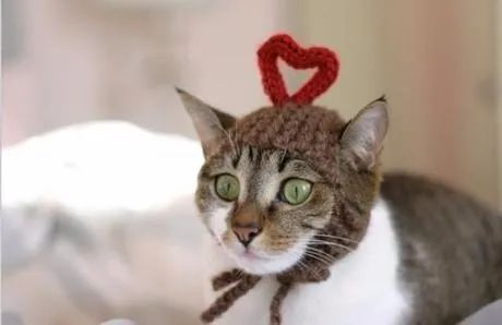 向猫说「我爱你」的正确方式！真爱猫就别让他只吃猫粮(图7)