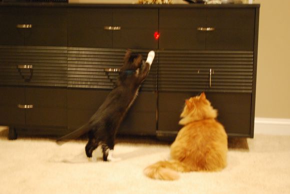 这样逗猫恐伤害猫咪自尊，导致抑郁生??！稍作调整可一举两得(图9)
