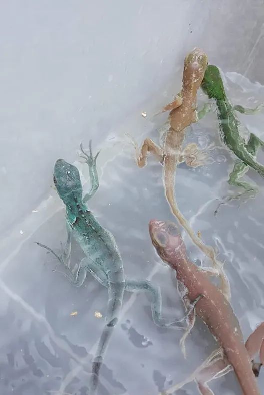 这种被称为“灭霸”的紫灰体色绿鬣蜥，到底是新基因还是新品系？(图17)