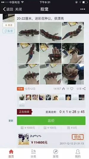 豹纹守宫新基因迷彩花在中国诞生？(图5)