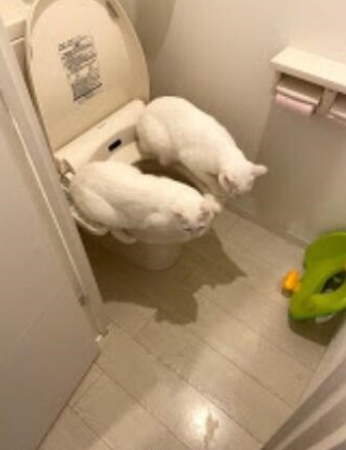 让猫咪像人一样蹲厕所是害猫！多久铲屎一次对猫最好？(图1)