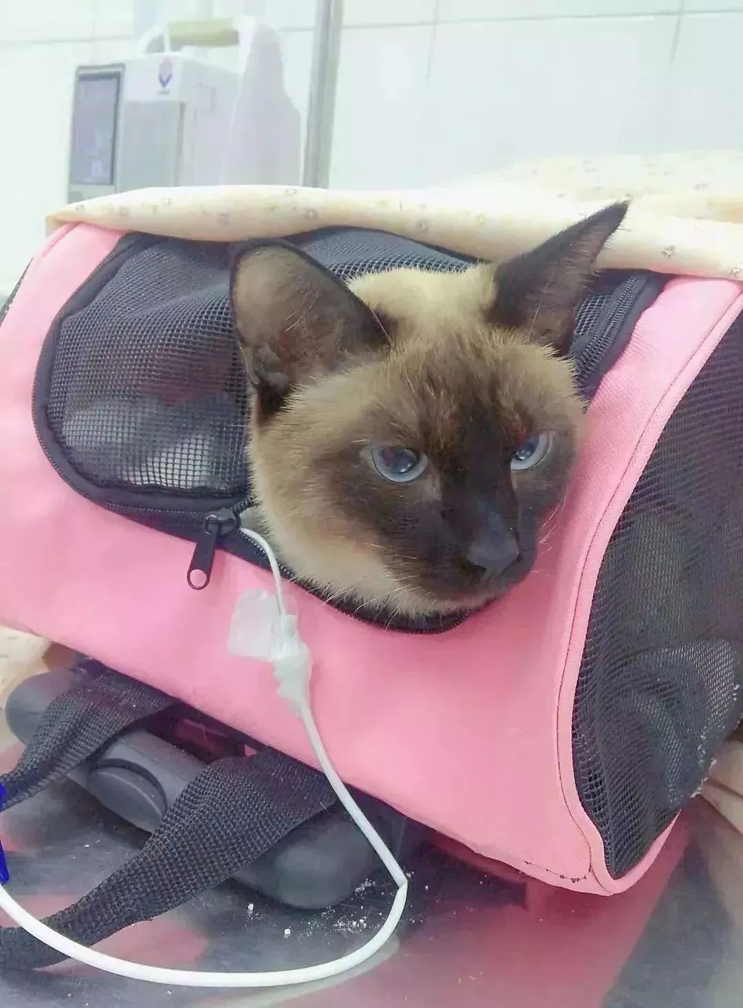 月入4千，给猫治病花了4万！别再喂猫咪吃致癌物了(图2)