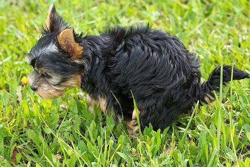 阿拉斯加犬喂什么才不妨变壮？长大的阿拉不妨吃生肉吗？
