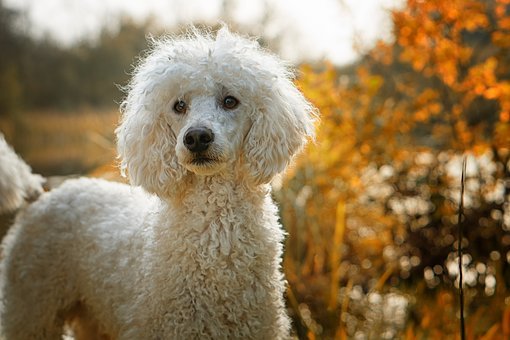 阿拉斯加犬能吃桔子吗？