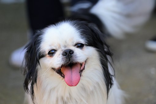 阿拉斯加幼犬不妨吃蒸的红薯吗，吃了可不不妨治拉屎不可型。求解