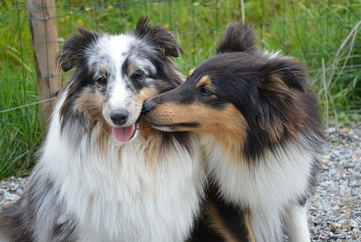 阿拉斯加犬能吃桔子吗？