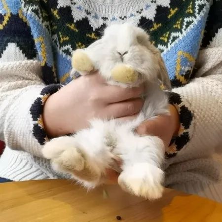 你还是在抱兔兔时被踹吗？教你一招方法解决抱兔兔难问题(图4)