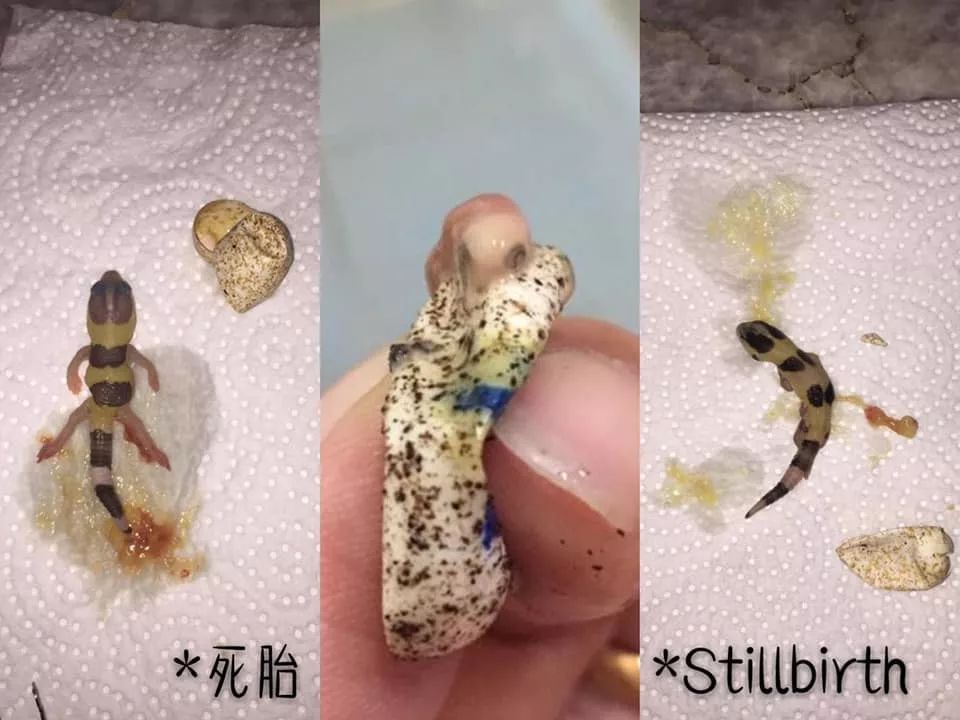 肥尾守宫繁殖业者的心酸╥﹏╥，作为爬宠玩家的你是否能够体会得到(图4)